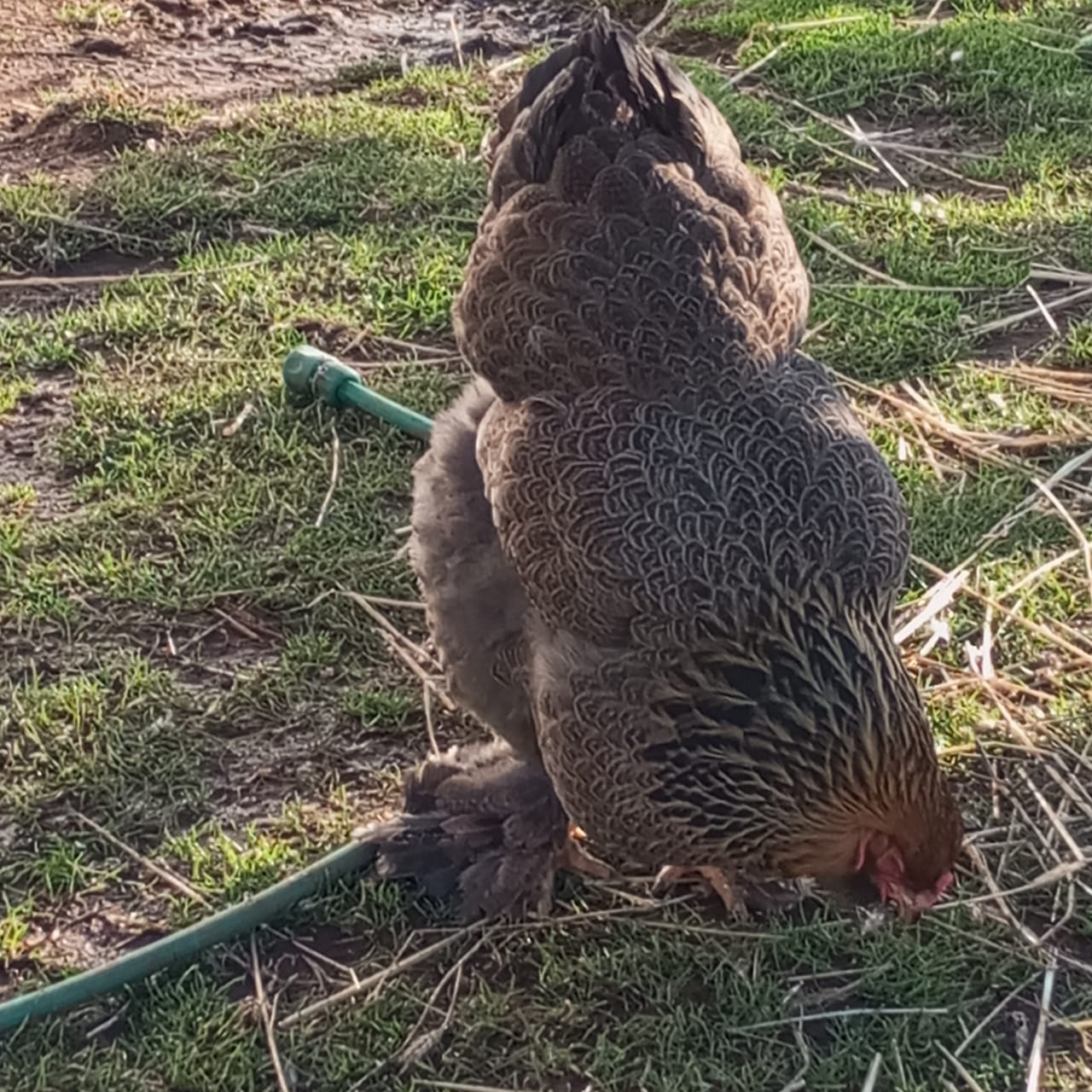 Brahma Claro