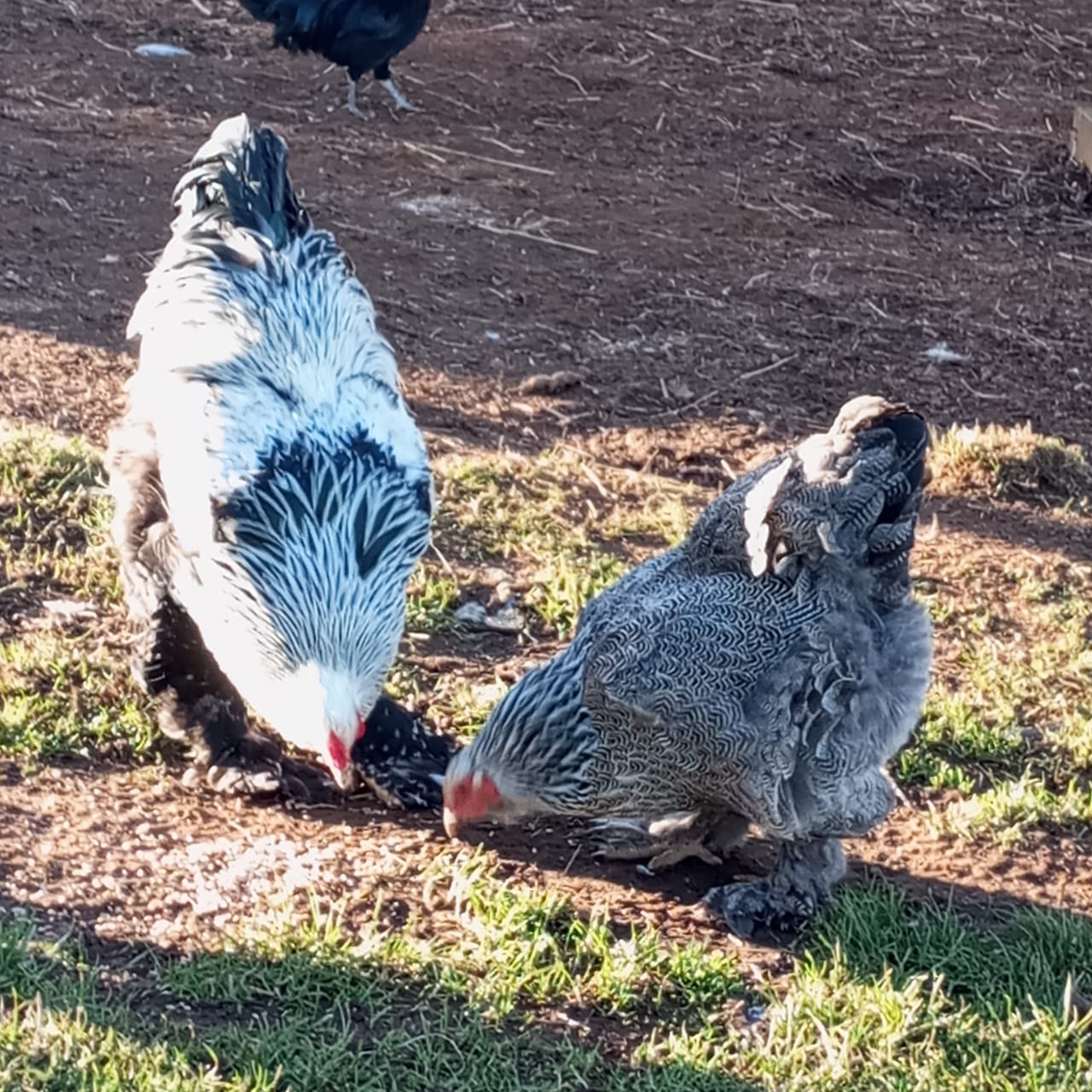 Galería de Aves Brahmas 5