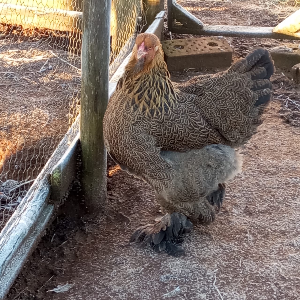 Galería de Aves Brahmas 6